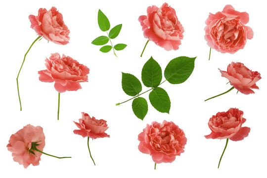 Set of rose flower head and green leaves isolated on white background with clipping path. Living coral corol.