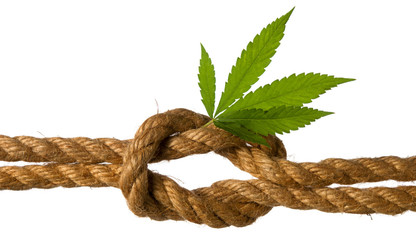 Sea knot on sativa rope made of hemp fiber and cannabis green leaf isolated on white background