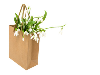Snowdrop flowers with green leaves in a paper bag isolated on white background