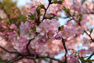 河津桜の花のクローズアップ