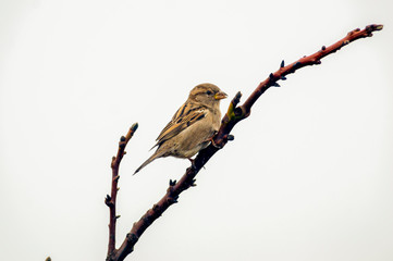 sparrow in the beautiful green forest