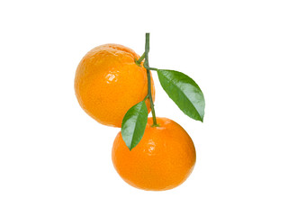 Two ripe tangerine or Mandarin orange fruit on a branch with green leaves isolated on white background