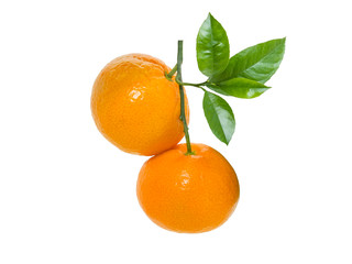 Isolated tangerine.Two Mandarin orange fruit isolated on white background with twig and leaves.