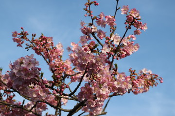 河津桜の花のクローズアップ