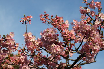 河津桜の花のクローズアップ