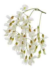 White spring acacia flowers brush in blossom isolated on white background, honey plant, alternative medicine