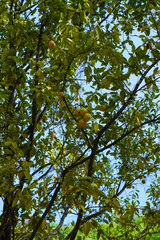 Fresh jackfruit on tree in india