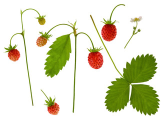 Isolated strawberry. Ripe forest red berry on branch with green leaf set isolated on white background
