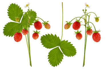 Wild forest red ripe strawberry berry on Bush branch with green leaf and flower isolated on white...