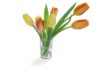 Yellow and orange tulips on a stalk with green leaves in glass on white background