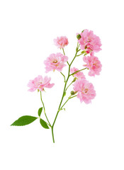 Fototapeta na wymiar Pink rose flowers on Bush branch isolated on white background with clipping path