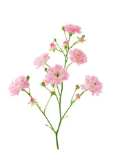 Pink polyanthus rose flowers on stem isolated on white background with clipping path
