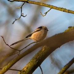 long tailed bushtit in the beautiful green forest