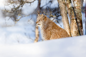 Wild cat sitting on snow by bare trees at park