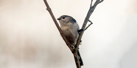 long tailed bushtit in the beautiful green forest