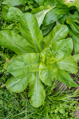 Large group of fresh green leaves of lettuce in an organic garden, with small water drops in a rainy summer day, beautiful outdoor monochrome background photographed with soft focus