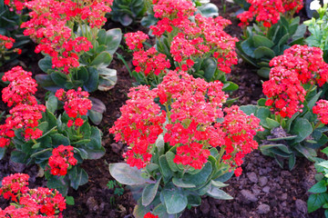 The red flowers is known as flaming Katy, Christmas kalanchoe, florist kalanchoe and Madagascar widow's-thrill. Kalanchoe blossfeldiana is a group of Crassulaceae.