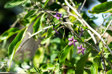 Fototapeta premium Goji plant bush in the farmer’s garden, blooming goji plant in summer time, blossoms of the goji shrub