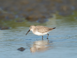 浅瀬で餌をさがすハマシギ