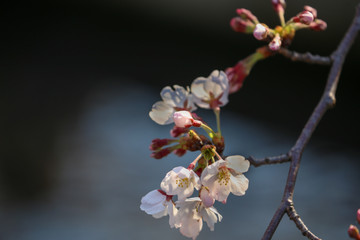 陽に照らされる桜のつぼみ