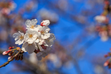 満開のソメイヨシノと蕾（背景ボケあり）