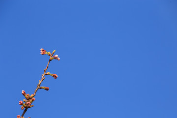 青空をバックに咲き始めるのを待つ桜の蕾