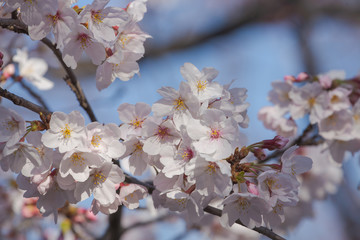 Obraz premium 満開の桜