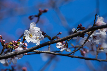 太陽に向かって咲く桜の花（左寄り）