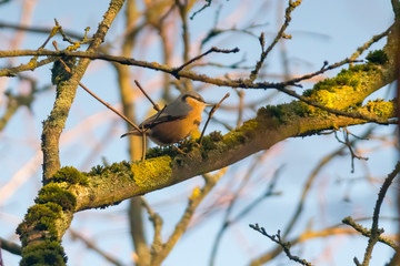 Eurasian nuthatch in the beautiful green forest