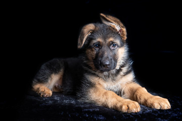 cute german shephard puppy lying on black background and looking straight into the camera