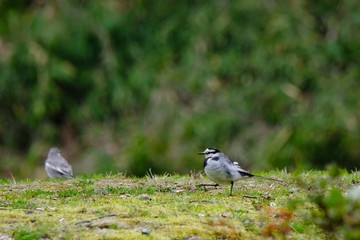 white wagtail on ground