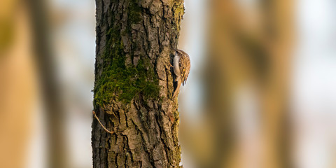 eurasian tree creeper in the beautiful green forest