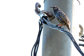 A beautiful iridescent black common starling with white dots on its feathers sitting on a cable,...