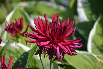 Close up of one beautiful large dark red dahlia flower in full bloom on blurred green background, photographed with soft focus in a garden in a sunny summer day