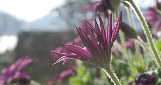 Macro photo of African daisy (Dimorphotheca pluvialis). Spring flowering of purple-red daisies.