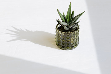 Single evergreen succulent plant Haworthia in glass pot with shadows fron sun. Bright sunshine.