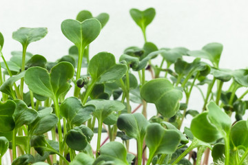 Homegrown radish microgreen sprouts macro close up. Concept of health and growth. Modern gastronomy