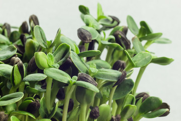 Homegrown sunflower micro green sprouts close up. Concept of health and growing. Modern gastronomy
