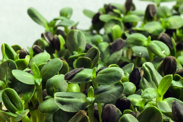 Homegrown sunflower micro green sprouts close up. Concept of health and growing. Modern gastronomy
