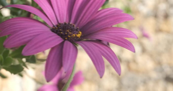 Macro photo of African daisy (Dimorphotheca pluvialis). Spring flowering of purple-red daisies.