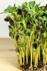 Homegrown sunflower micro green sprouts close up. Concept of health and growing. Modern gastronomy