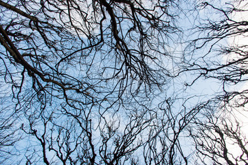 branches of tree in winter sky