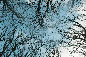 branches of tree in winter sky