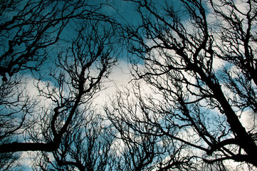 branches of tree in winter sky
