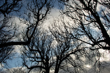 branches of tree in winter sky