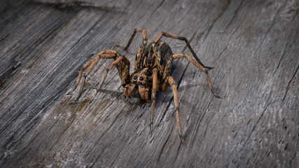 Realistic scary spider in details on wood background.