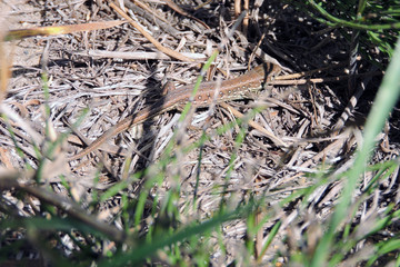 A sand lizard basking in the sun