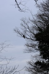 Fototapeta na wymiar crow on branch