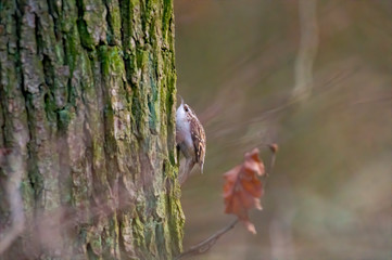 eurasian tree creeper in the beautiful green forest