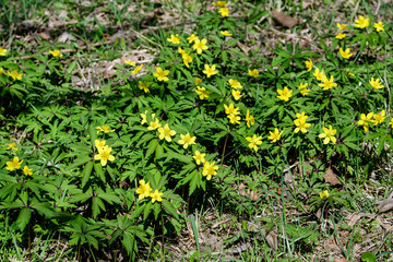 Fototapeta na wymiar Close up of delicate yellow flowers of Ranunculus repens plant commonly known as the creeping buttercup, creeping crowfoot or sitfast, in a garden in a sunny spring day, floral outdoor background